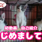 しあわせ にゃんこ