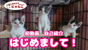 保護猫日記＃１